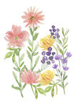 手绘花卉