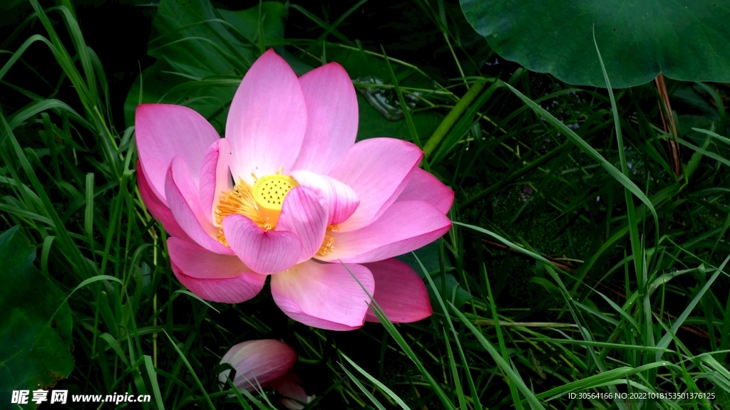夏季荷花