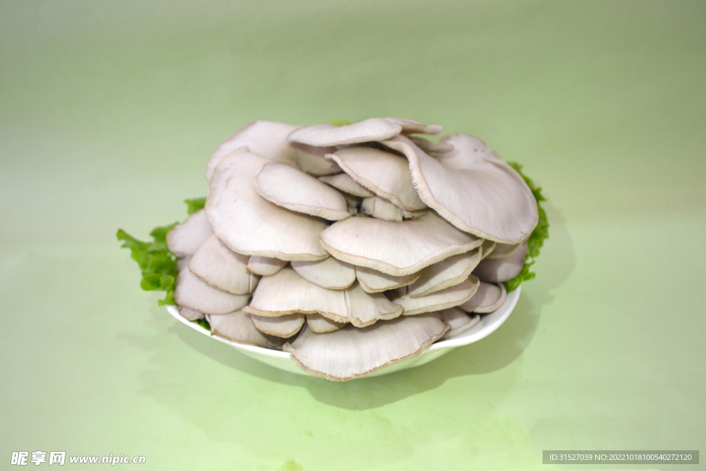平菇高清摄影素材