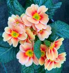 盛开的花