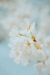 白色花