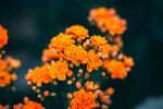 橙色的花