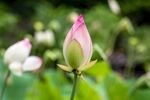 莲花苞