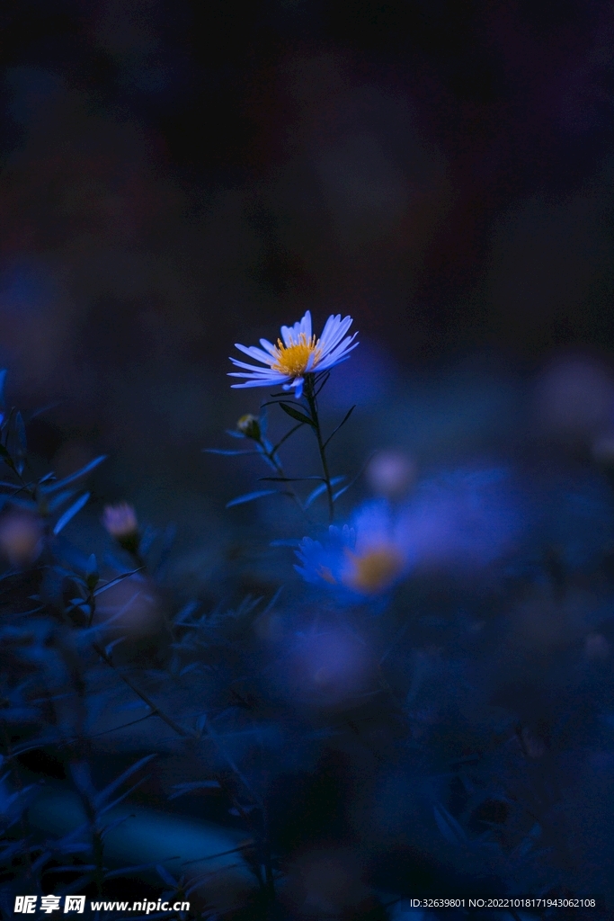 夜间盛开的小雏菊