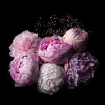 粉色的花