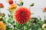 红色乒乓菊