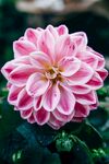鲜花特写