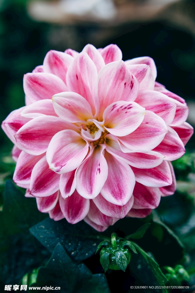 鲜花特写