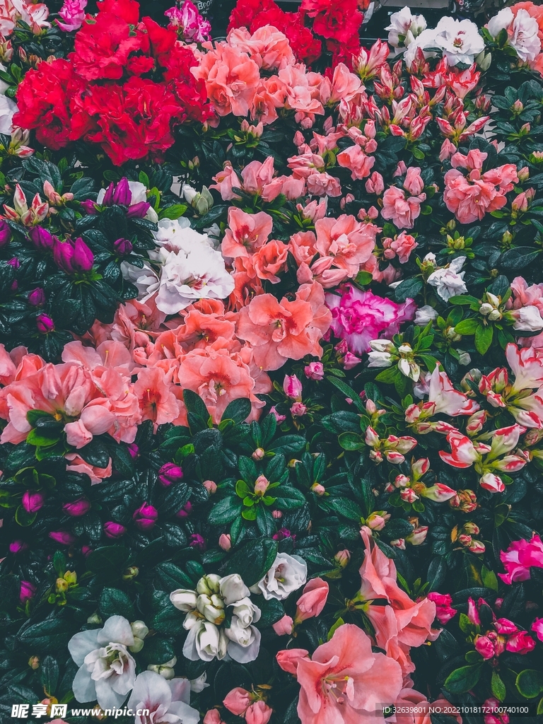 山花烂漫