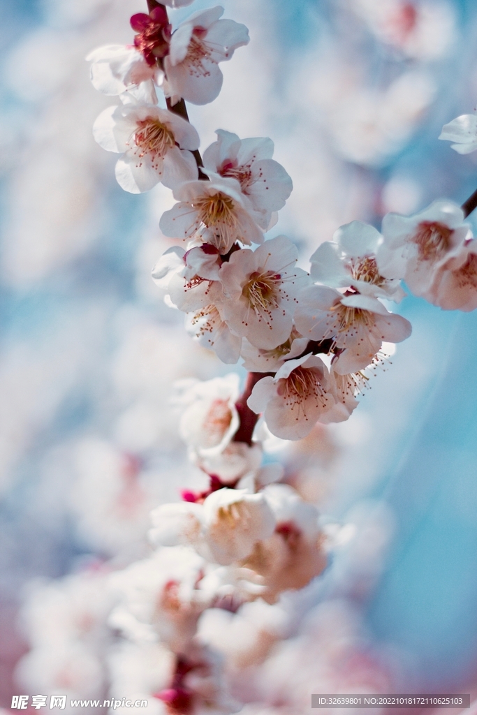 樱花特写