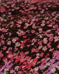 粉色小花