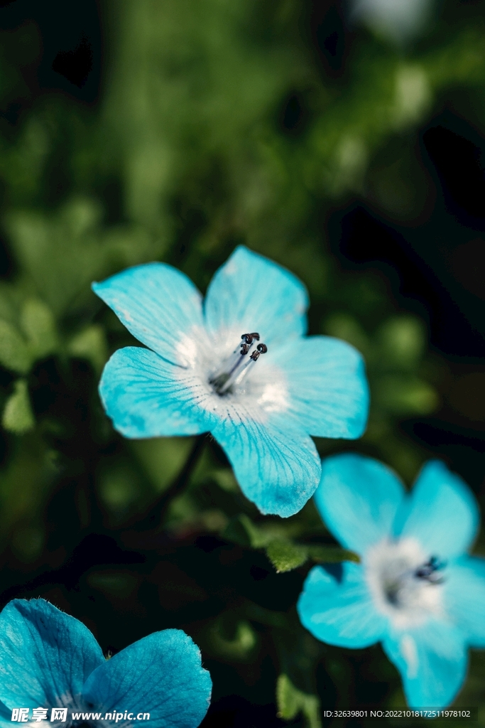蓝色小花