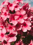 红色五瓣花 