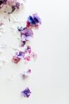 紫色花瓣