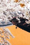 樱花背景