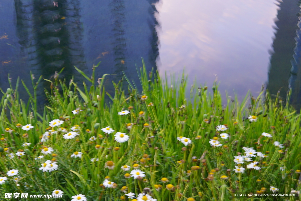 芳草地