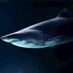 水族深海鲨鱼