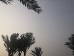 椰树