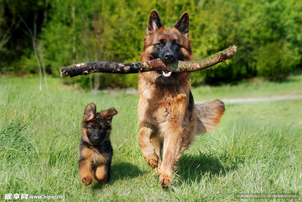 牧羊犬