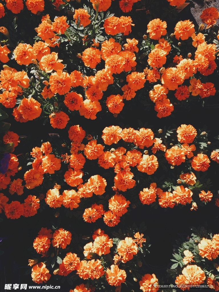橘色的花