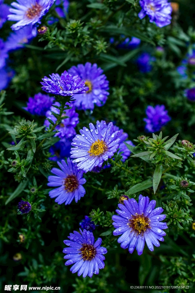 蓝色的花