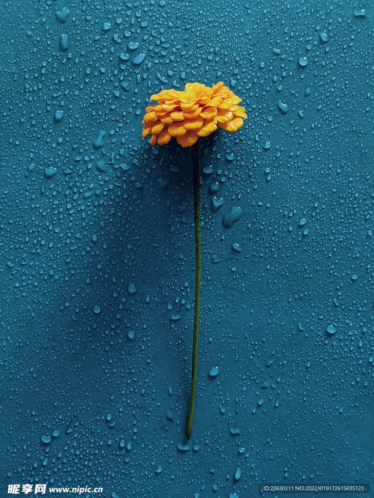 鲜花
