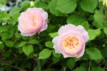 玫瑰花