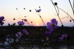 夕阳