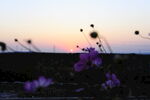 夕阳