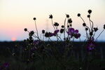 夕阳