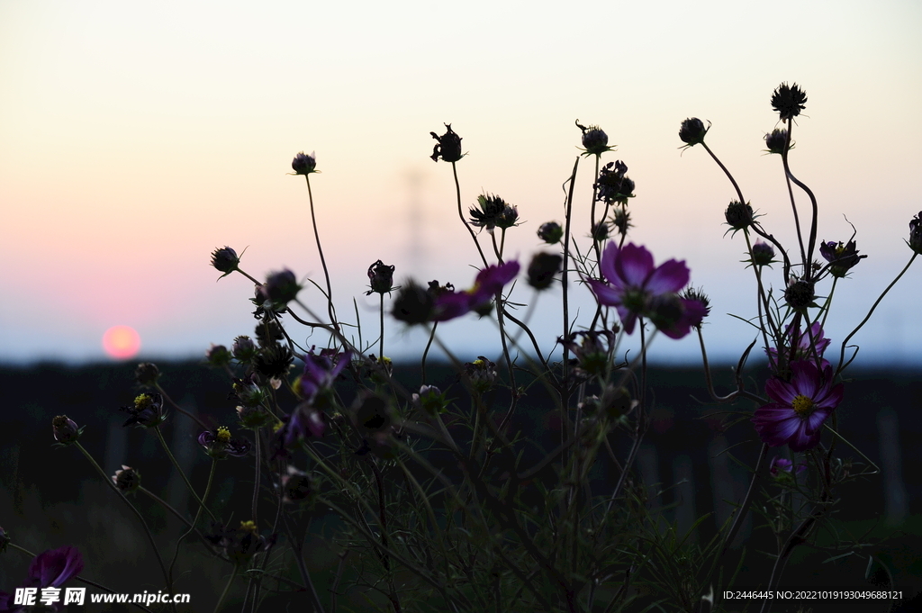 夕阳