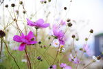  鲜花
