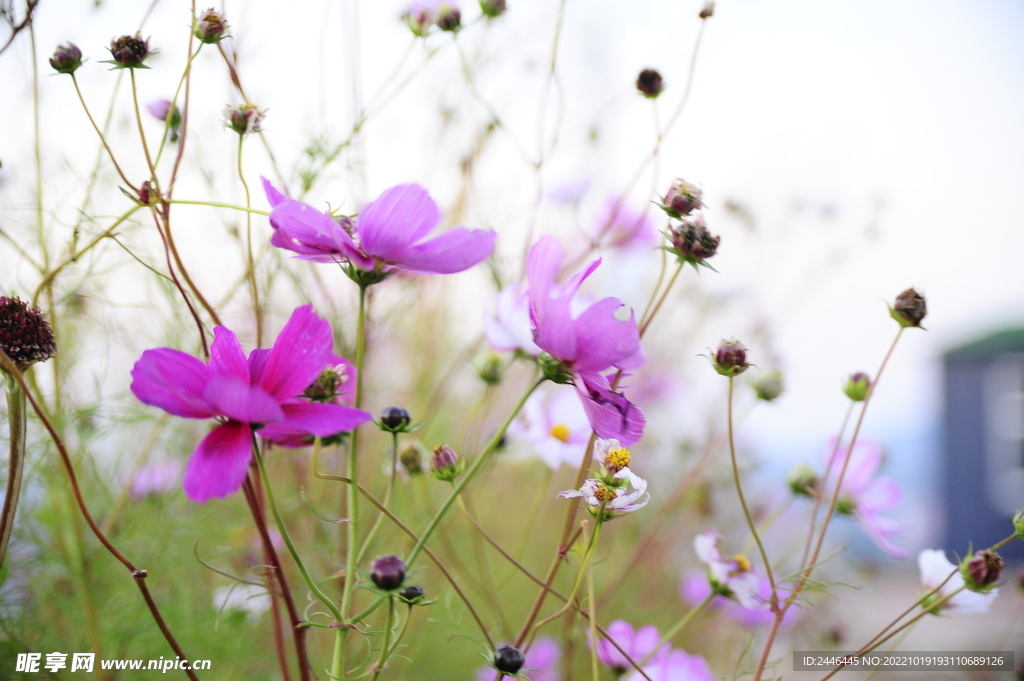  鲜花