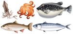 海洋生物