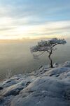 雪景