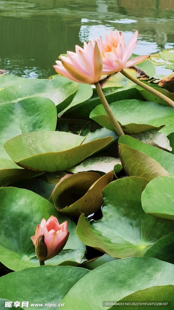 莲花