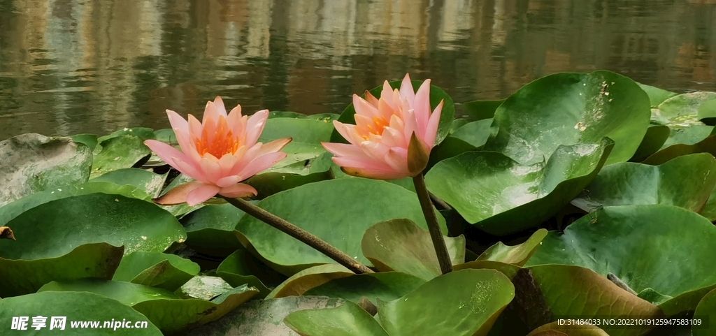 莲花