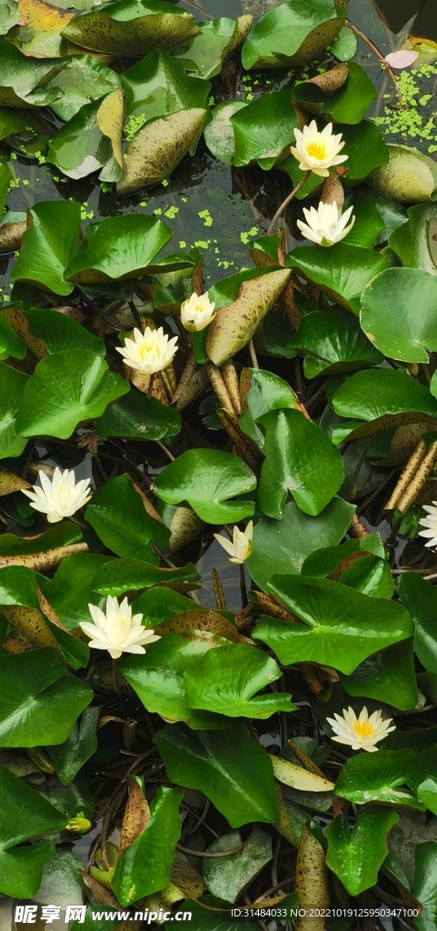 莲花