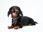 趴着的达克斯猎犬