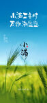 小满节气海报