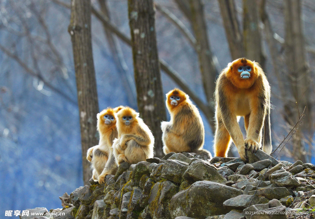 金丝猴野生摄影图
