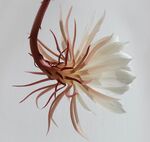 仙人掌花