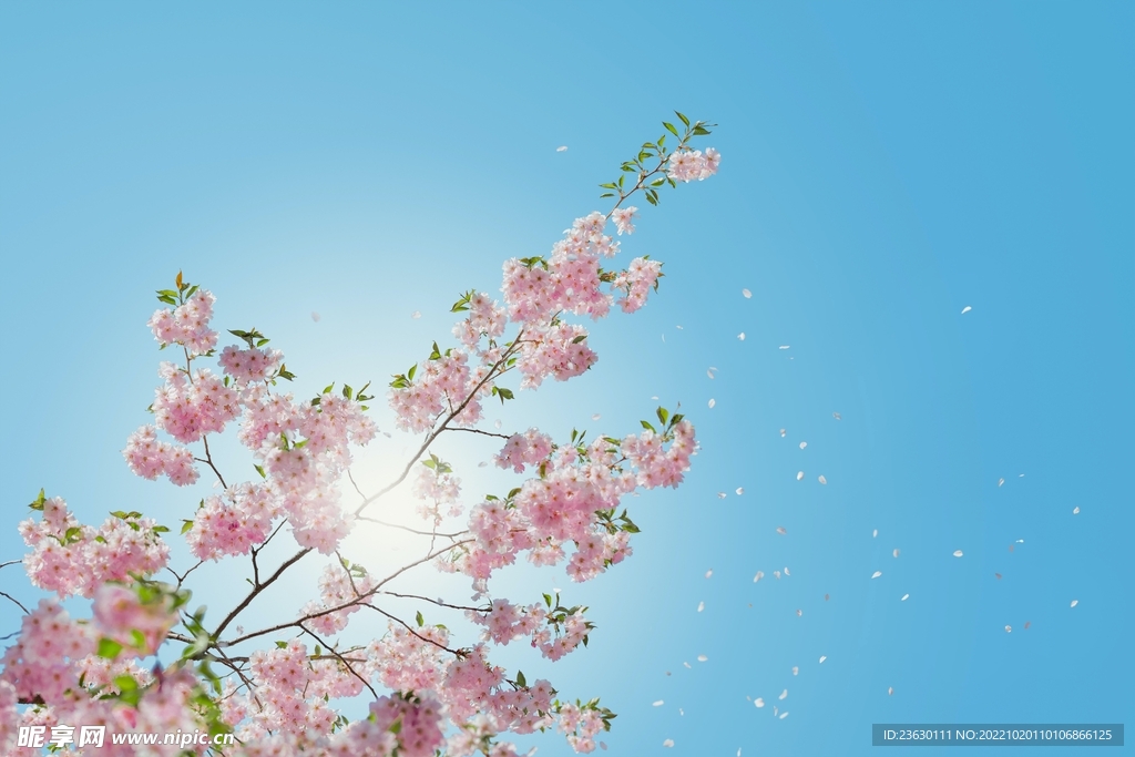 樱花
