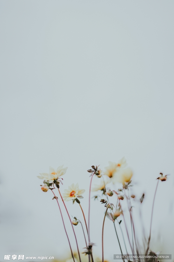 鲜花背景