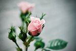 月季花苞