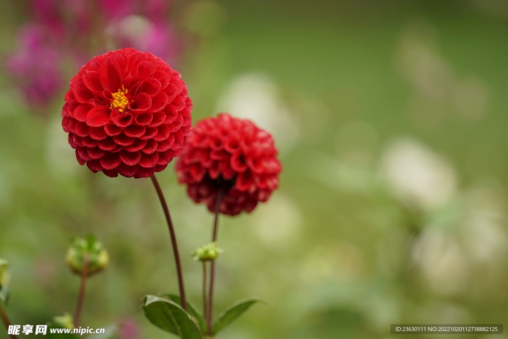 菊花