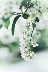 白色鲜花摄影