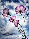 鲜花