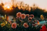 夕阳下的鲜花