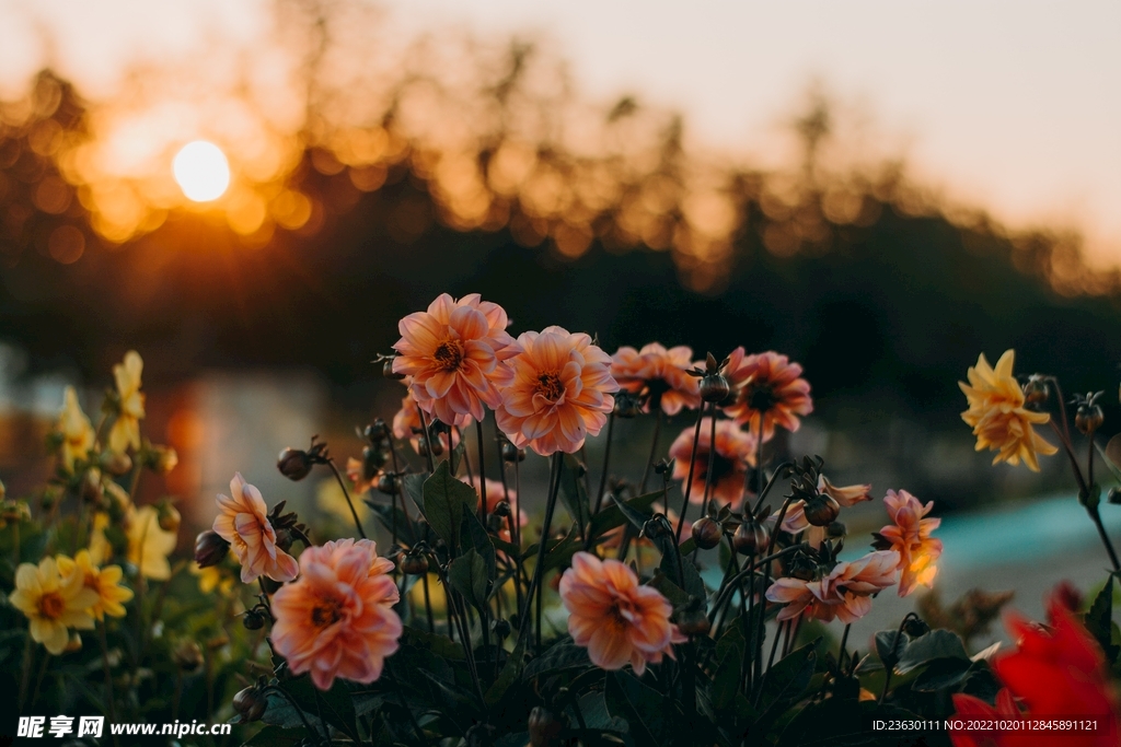 夕阳下的鲜花